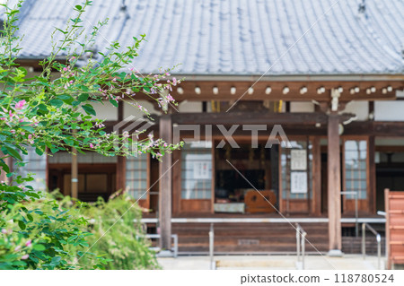 圓光禪寺、三葉草盛開（愛知縣稻澤市） 118780524