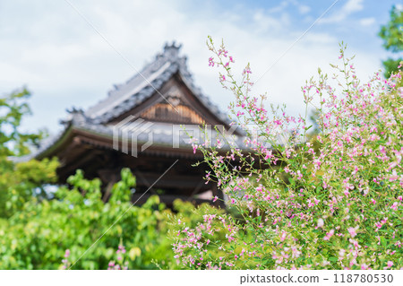 Enko Zenji Temple, bush clover in full bloom (Inazawa City, Aichi Prefecture) Enko Zenji Temple, bush clover in full bloom (Inazawa City, Aichi Prefecture) 118780530