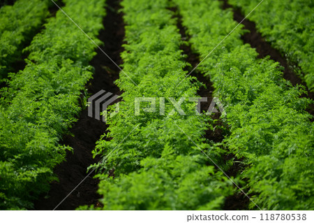 Carrot field 118780538