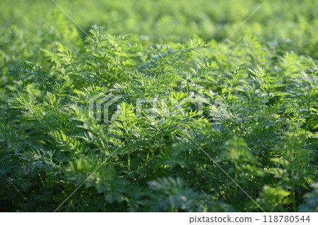 Carrot field Carrot field 118780544