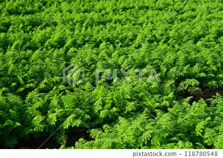 Carrot field Carrot field 118780548