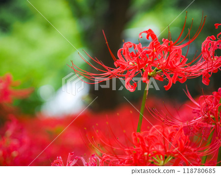 A cluster amaryllis in the forest 118780685