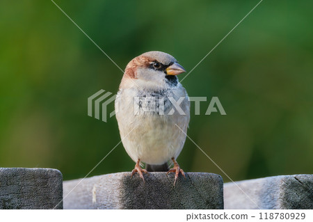 Sparrow. Bird on a branch. Blurred background. Animals in wild nature. Sparrow. Bird on a branch. Blurred background. Animals in wild nature. 118780929