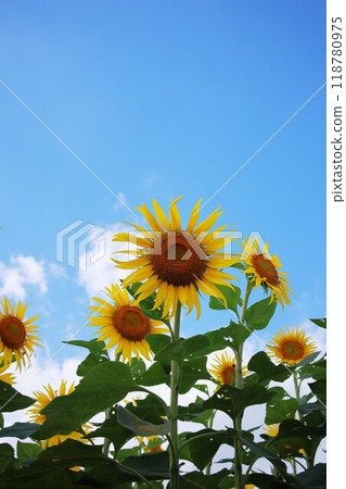 向著太陽 向著太陽 118780975