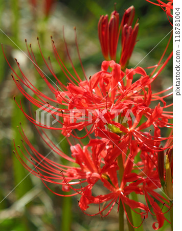 Red spider lily (Lycoris radiata) Red spider lily (Lycoris radiata) 118781004