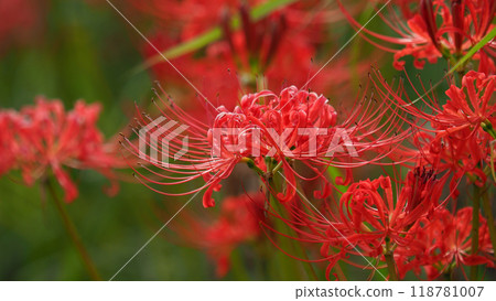 Red spider lily (Lycoris radiata) Red spider lily (Lycoris radiata) 118781007