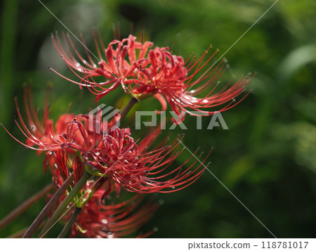 Red spider lily (Lycoris radiata) Red spider lily (Lycoris radiata) 118781017