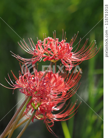 Red spider lily (Lycoris radiata) 118781018