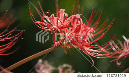 石蒜 石蒜 118781019