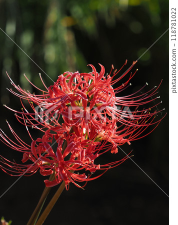 Red spider lily (Lycoris radiata) Red spider lily (Lycoris radiata) 118781022