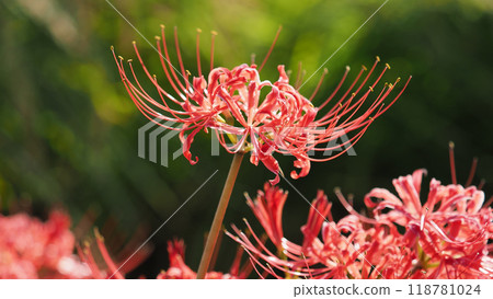 Red spider lily (Lycoris radiata) 118781024
