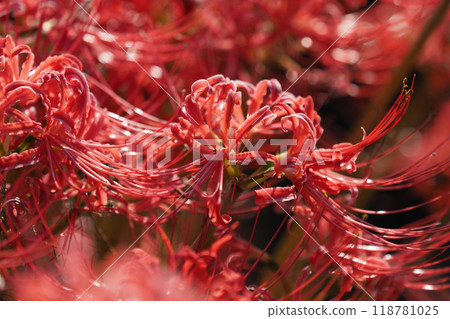 石蒜 石蒜 118781025