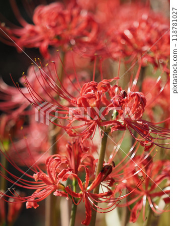 石蒜 石蒜 118781027