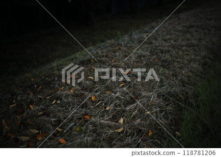 Carpet of fallen leaves 118781206