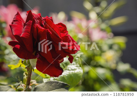 red rose flower close up red rose flower close up 118781950