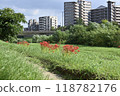 在銀行開花的群集孤挺花 118782176