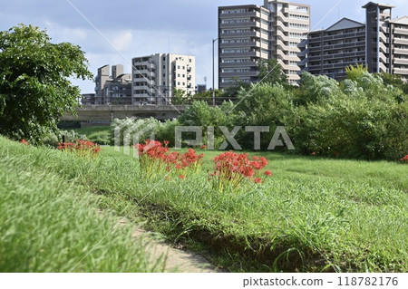 在銀行開花的群集孤挺花 在銀行開花的群集孤挺花 118782176
