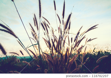 Nature background. African fountain flower blooming grass field with sunset light on background. Poaceae Grass Flowers, select focus only on some point. Nature background. African fountain flower blooming grass field with sunset light on background. Poaceae Grass Flowers, select focus only on some point. 118782207