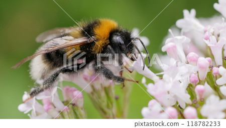Bumblebee collects flower nectar at sunny day. 118782233