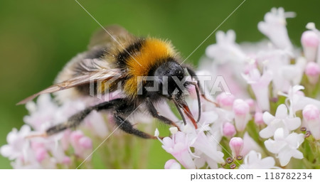 Bumblebee collects flower nectar at sunny day. Bumblebee collects flower nectar at sunny day. 118782234