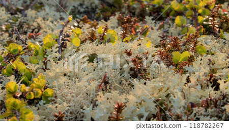 Arctic Tundra lichen moss close-up. Found primarily in areas of Arctic Tundra, alpine tundra, it is extremely cold-hardy. Cladonia rangiferina, also known as reindeer cup lichen. 118782267