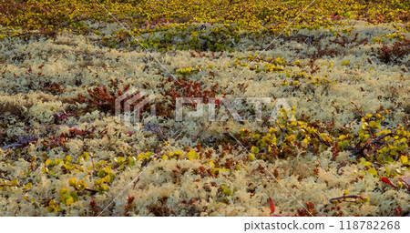 Arctic Tundra lichen moss close-up. Found primarily in areas of Arctic Tundra, alpine tundra, it is extremely cold-hardy. Cladonia rangiferina, also known as reindeer cup lichen. 118782268