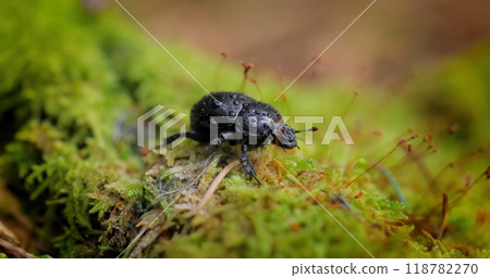 Anoplotrupes stercorosus, the dor beetle, is a species of earth-boring dung beetle belonging to the family Geotrupidae, subfamily Geotrupinae. Anoplotrupes stercorosus, the dor beetle, is a species of earth-boring dung beetle belonging to the family Geotrupidae, subfamily Geotrupinae. 118782270