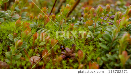Arctic Tundra lichen moss close-up. Found primarily in areas of Arctic Tundra, alpine tundra, it is extremely cold-hardy. Cladonia rangiferina, also known as reindeer cup lichen. 118782271