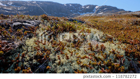 Arctic Tundra lichen moss close-up. Found primarily in areas of Arctic Tundra, alpine tundra, it is extremely cold-hardy. Cladonia rangiferina, also known as reindeer cup lichen. 118782272