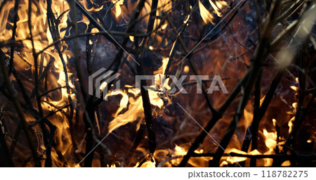 Forest fire in close-up. The branches of shrubs and trees are burning and smoking. Wildfires caused by arson or nature. 118782275