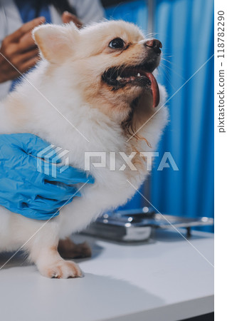 Closeup shot of veterinarian hands checking dog by stethoscope in vet clinic Closeup shot of veterinarian hands checking dog by stethoscope in vet clinic 118782290