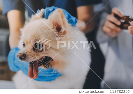 Closeup shot of veterinarian hands checking dog by stethoscope in vet clinic Closeup shot of veterinarian hands checking dog by stethoscope in vet clinic 118782295