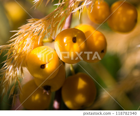 quince fruit hanging with branch quince fruit hanging with branch 118782340