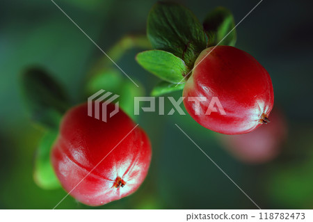 red berries hanging on tree red berries hanging on tree 118782473
