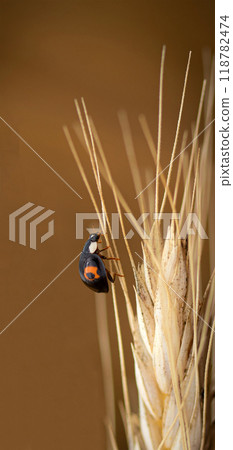 ladybug on wheat stem ready to fly 118782474