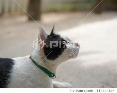 Cat looking up outdoors Cat looking up outdoors 118782482