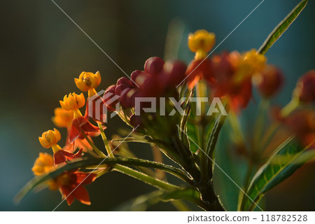 The flower language of Asclepias (Chinese milkweed) is change of heart... The flower language of Asclepias (Chinese milkweed) is change of heart... 118782528