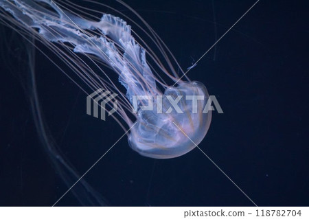 Floating jellyfish Floating jellyfish 118782704