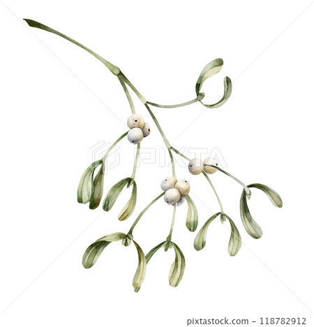 Branch of mistletoe with white berries. Traditional Christmas winter decoration plant. Watercolor floral isolated illustration for Christmas winter design, greeting card, holiday prints, gift wrapping Branch of mistletoe with white berries. Traditional Christmas winter decoration plant. Watercolor floral isolated illustration for Christmas winter design, greeting card, holiday prints, gift wrapping 118782912
