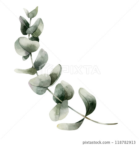 Silver Dollar Eucalyptus Branch. Green tropical plant. Watercolor hand painted isolated floral illustration for wedding invintations, Christmas winter design, floral labels, botanical posters, prints 118782913