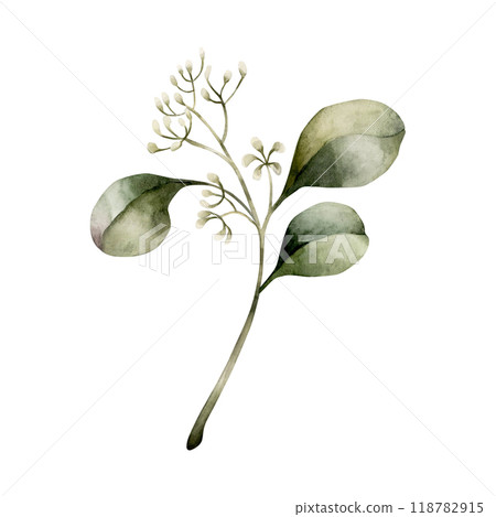Seeded Eucalyptus Branch. Green tropical plant. Watercolor hand painted isolated floral illustration for wedding invintations, Christmas winter design, floral labels, botanical posters, prints Seeded Eucalyptus Branch. Green tropical plant. Watercolor hand painted isolated floral illustration for wedding invintations, Christmas winter design, floral labels, botanical posters, prints 118782915