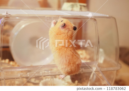 可愛的金倉鼠(Kinkuma) 可愛的金倉鼠(Kinkuma) 118783062