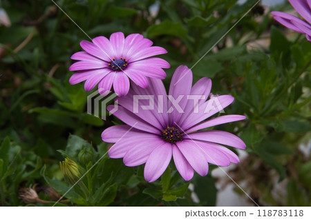 陽台上盛開的紫色非洲菊花 118783118