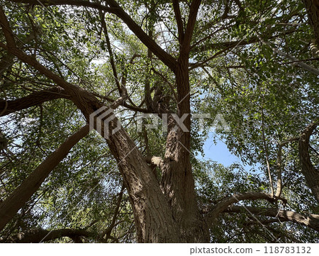 Ziziphus spina-christi, known as the Christ's thorn jujube 118783132