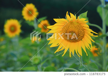 向日葵花 118783173