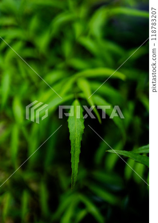 綠葉 綠葉 118783207
