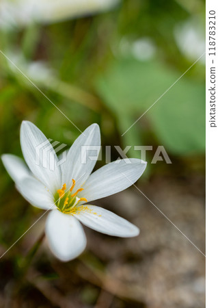 Rain Lily 118783210