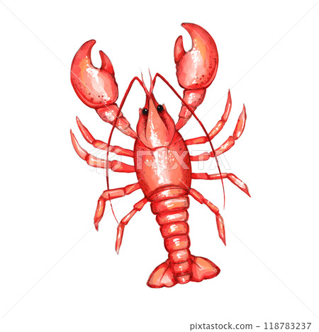 Red Lobster illustration. Seafood product, restaurant menu. Hand drawn painting, isolated on white background 118783237