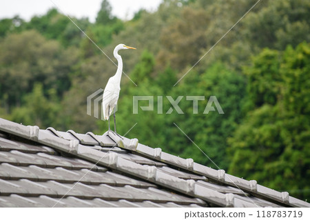 一隻蒼鷺在私人住宅的屋頂上休息 一隻蒼鷺在私人住宅的屋頂上休息 118783719