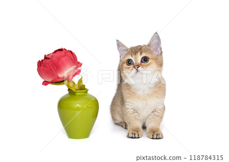 Cute Scottish kitten and a vase with a red flower Cute Scottish kitten and a vase with a red flower 118784315